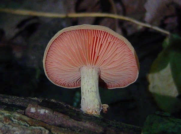 rhodotus_palmatus_2.JPG