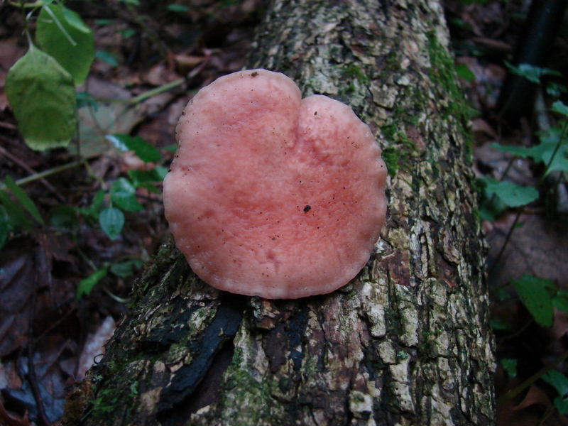 rhodotus_palmatus_85.JPG