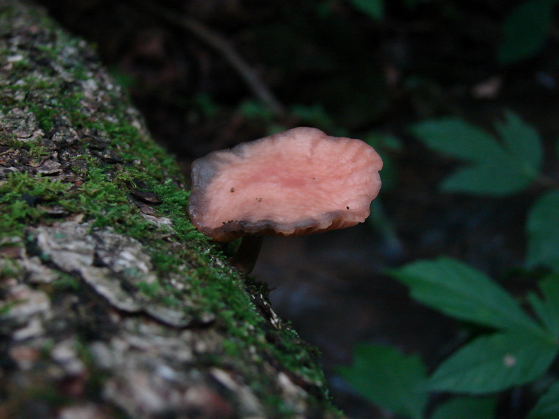 rhodotus_palmatus_87.JPG