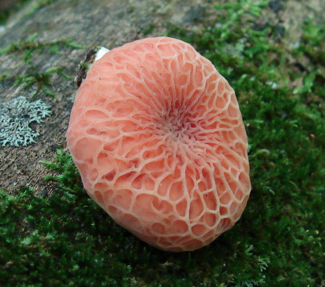 rhodotus_palmatus_24.JPG