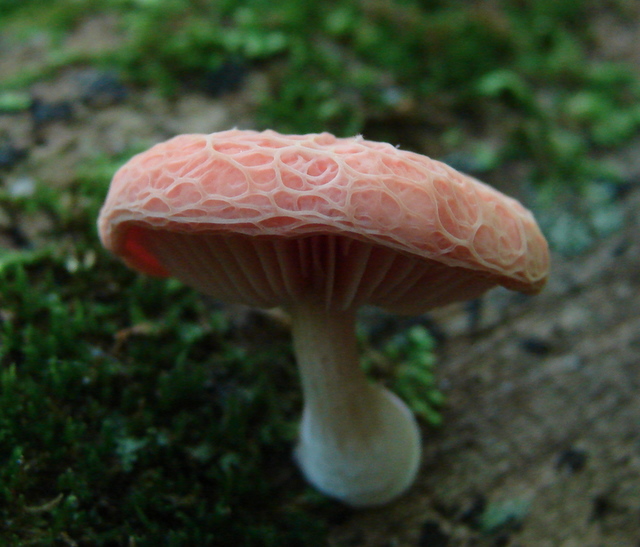 rhodotus_palmatus_22.JPG