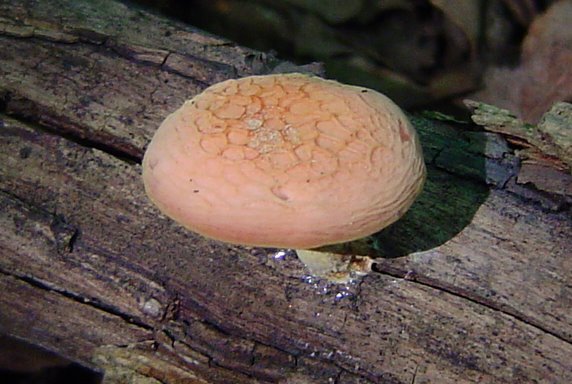 rhodotus_palmatus_1.JPG