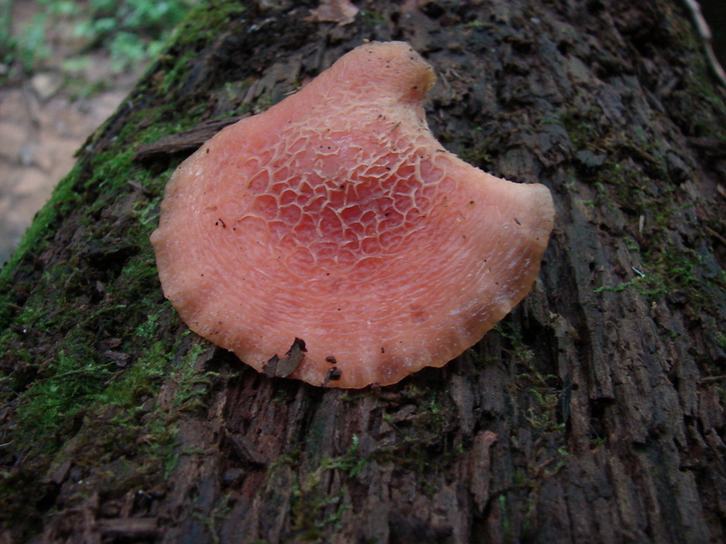 rhodotus_palmatus_81.JPG