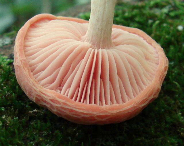 rhodotus_palmatus_23.JPG