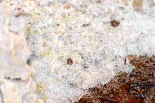 Botryobasidium.conspersum.jpg