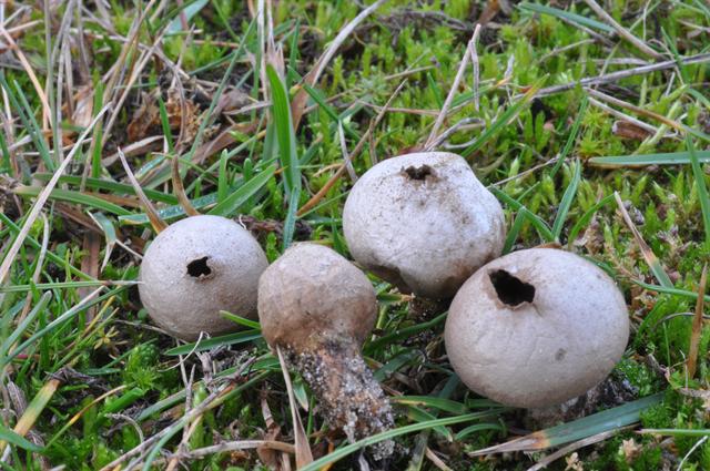 jcs-lycoperdon-lividum-50928.jpg