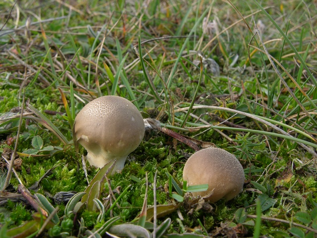 jcs-lycoperdon-lividum-29599.jpg
