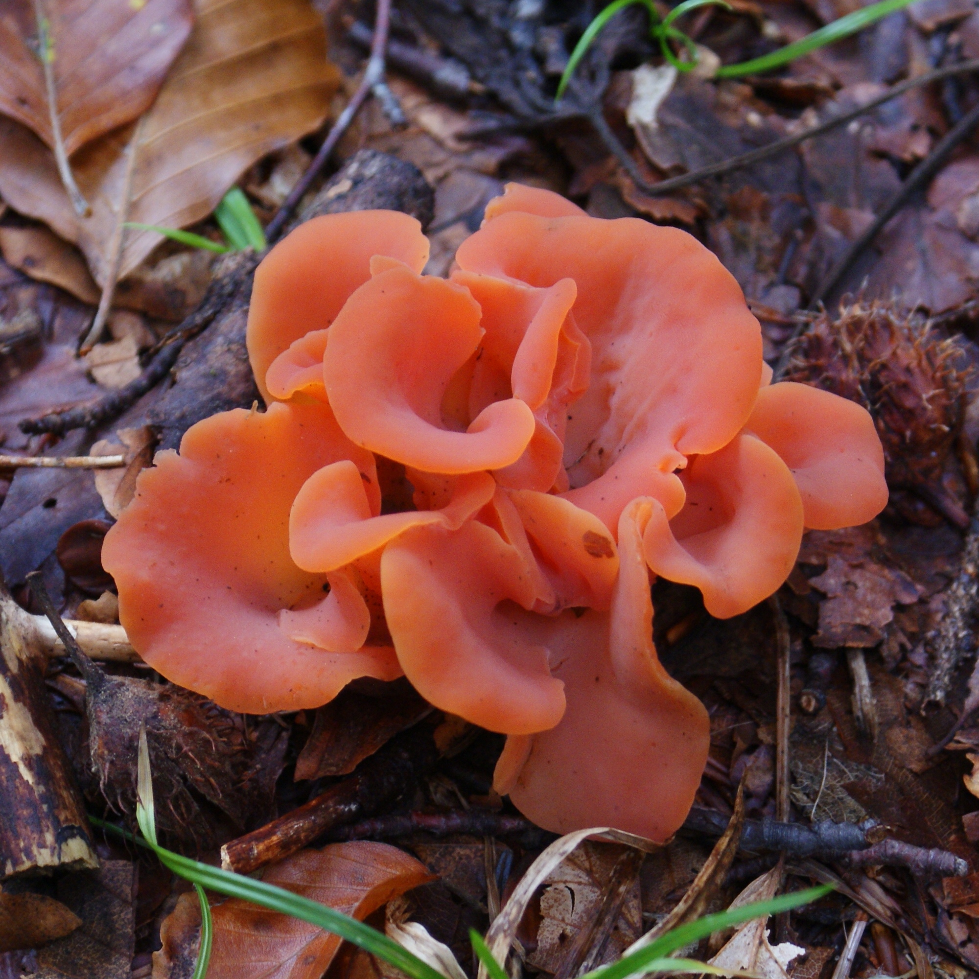 Guepinia_helvelloides_Vercors.jpg