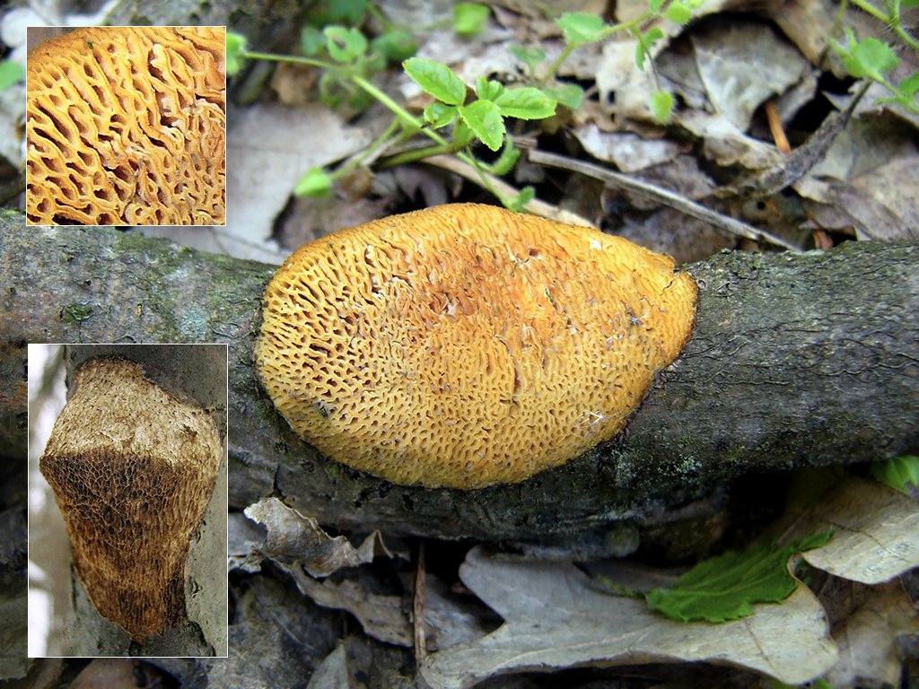 ODG1_Dichomitus_campestris_01_UIA_20080418.jpg