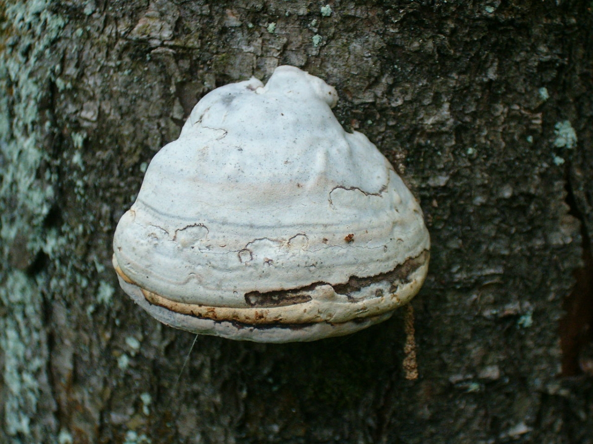 1280px-Fomes_fomentarius_45113.jpg