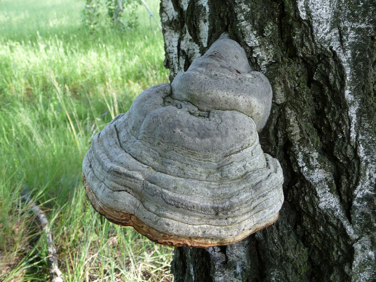 1280px-Fomes_fomentarius_2010_G2.jpg