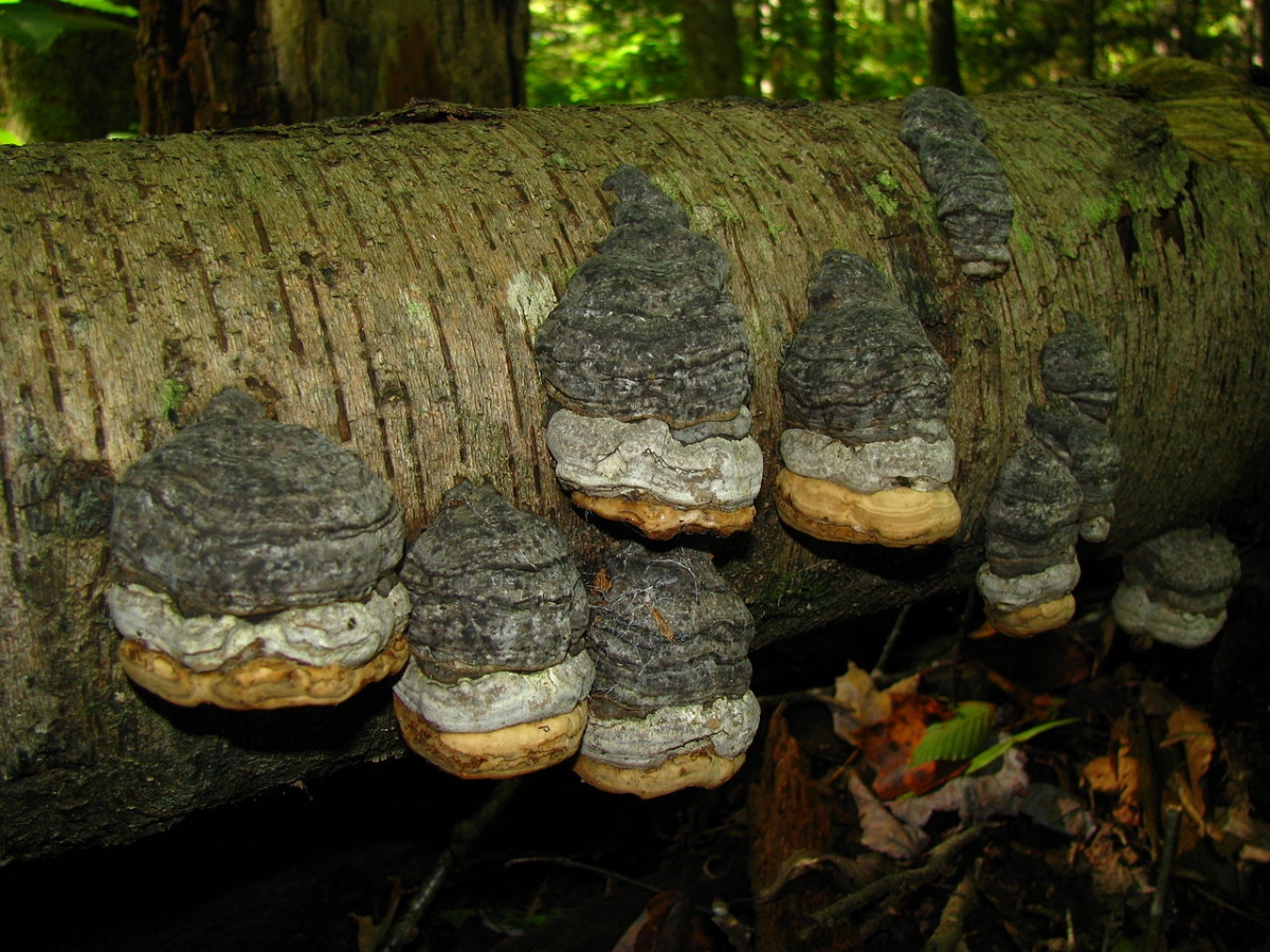 1280px-Fomes_fomentarius_25616.jpg