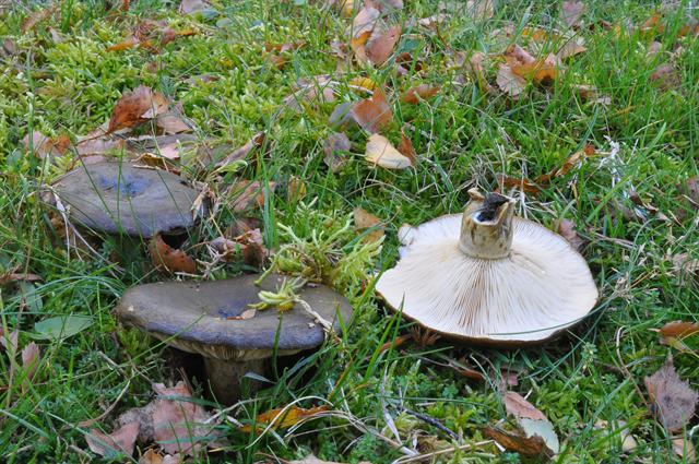 jcs-lactarius-necator-54614.jpg