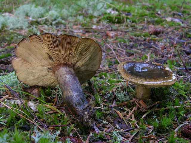 jcs-lactarius-necator-21442.jpg