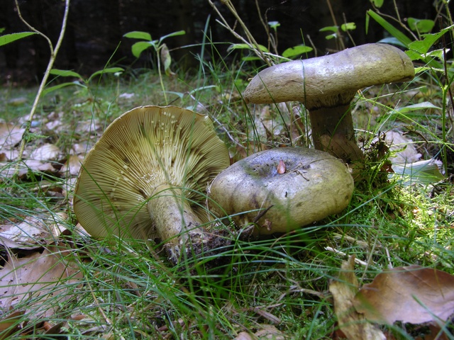 jcs-lactarius-necator-33791.jpg