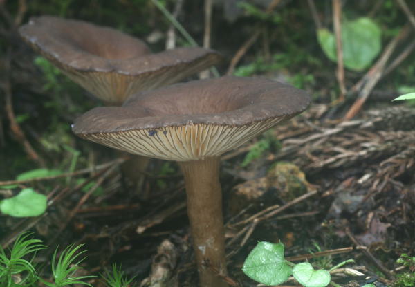 hutidorikurotititake1.jpg