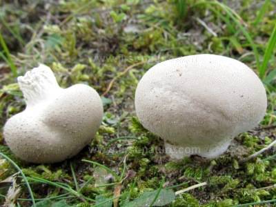 lycoperdon-pratense1.jpg