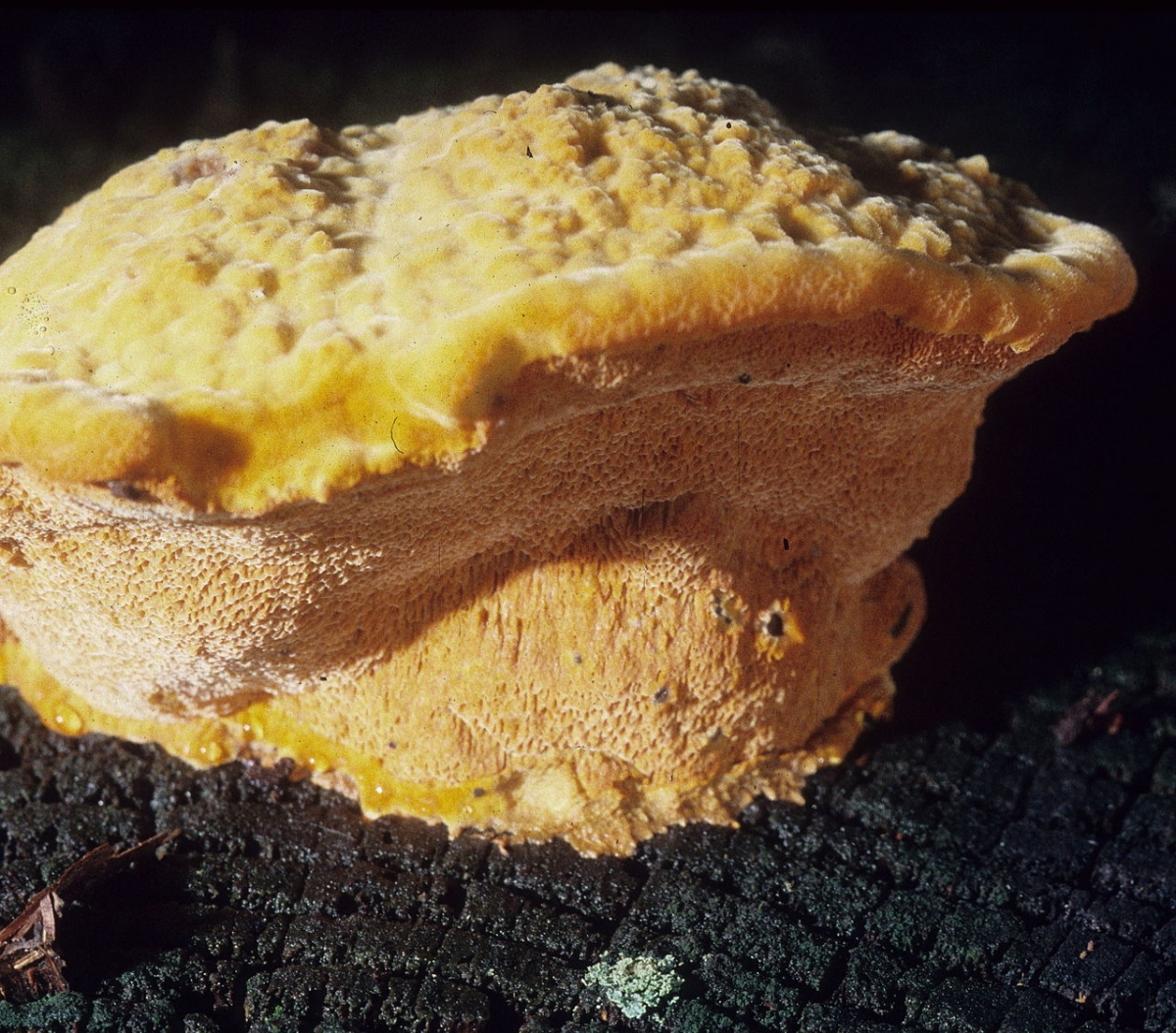 Hapalopilus_croceus_72480.jpg