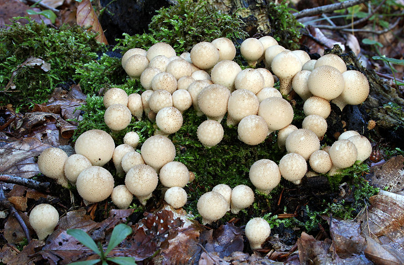 800px-Birnen-St?ubling_(Lycoperdon_pyriforme).jpg