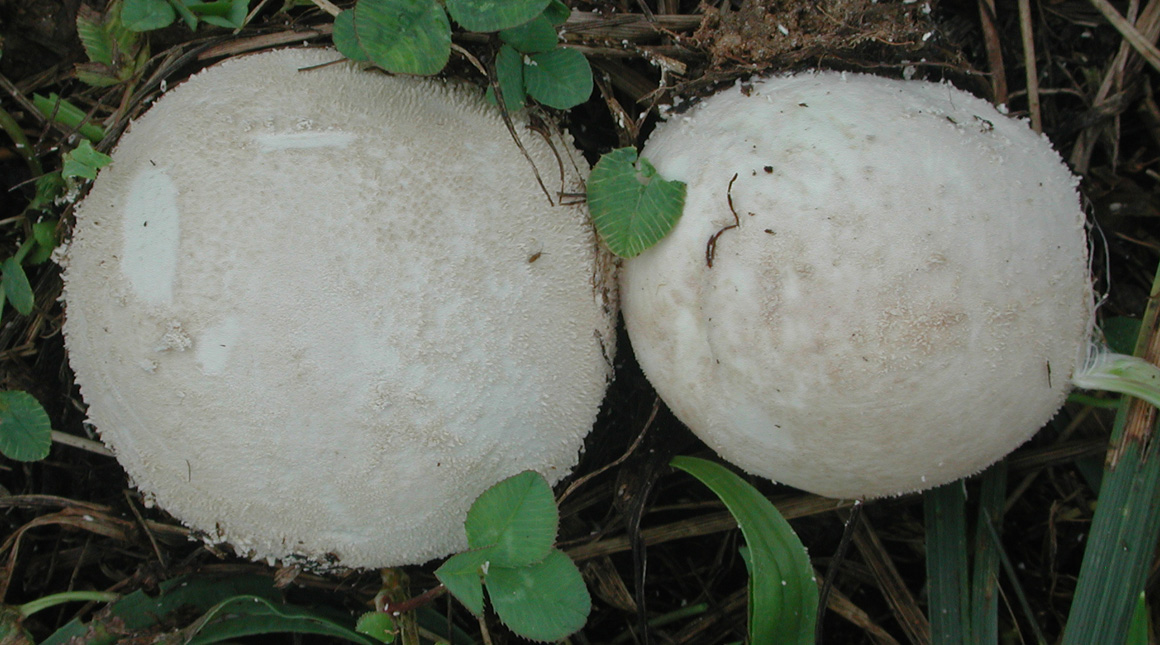 Bovistella_radicata-DSCN5500.jpg