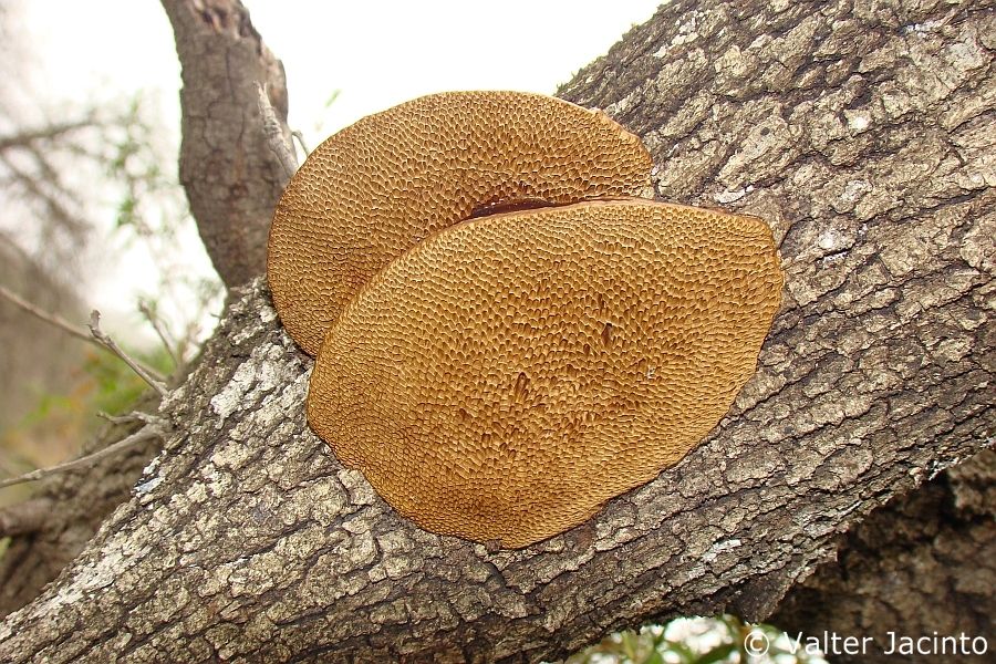26035_orig.jpg