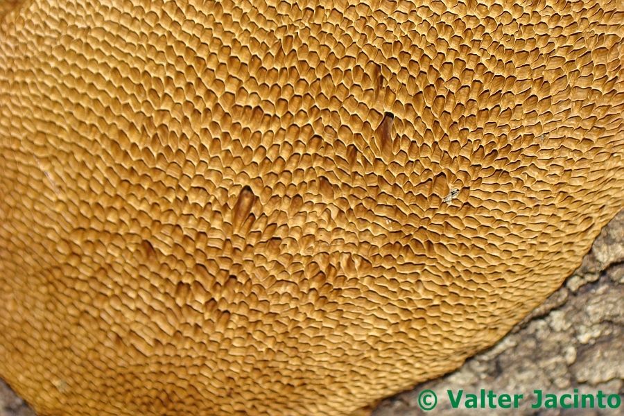 65790_orig.jpg