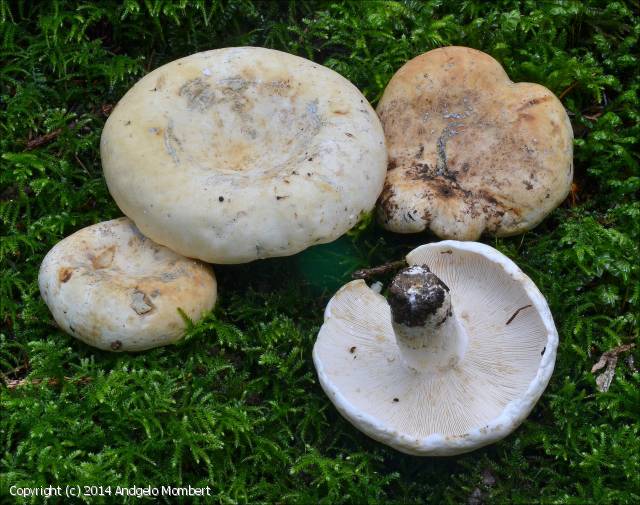 Lactarius_pergamenus_2014_am_1.jpg