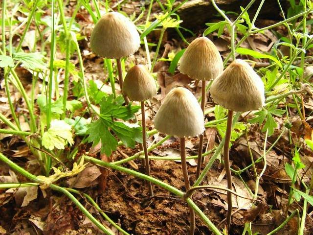 Panaeolus.Papilionaceus.001.jpg