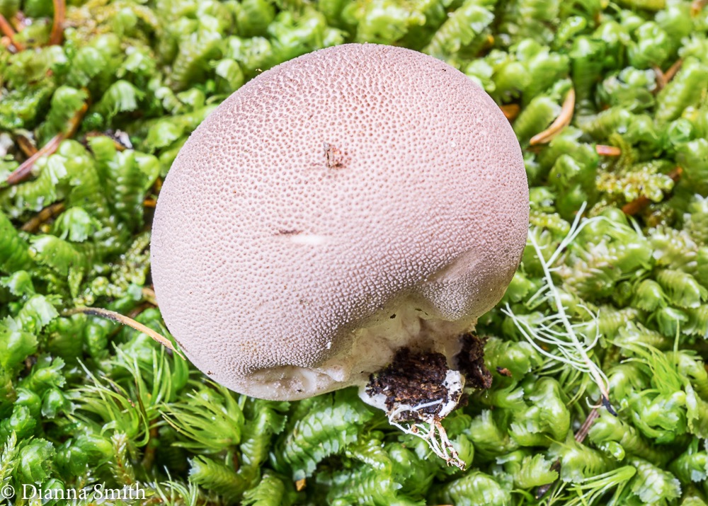 lycoperdon-subincarnatum017_med_hr-2.jpeg