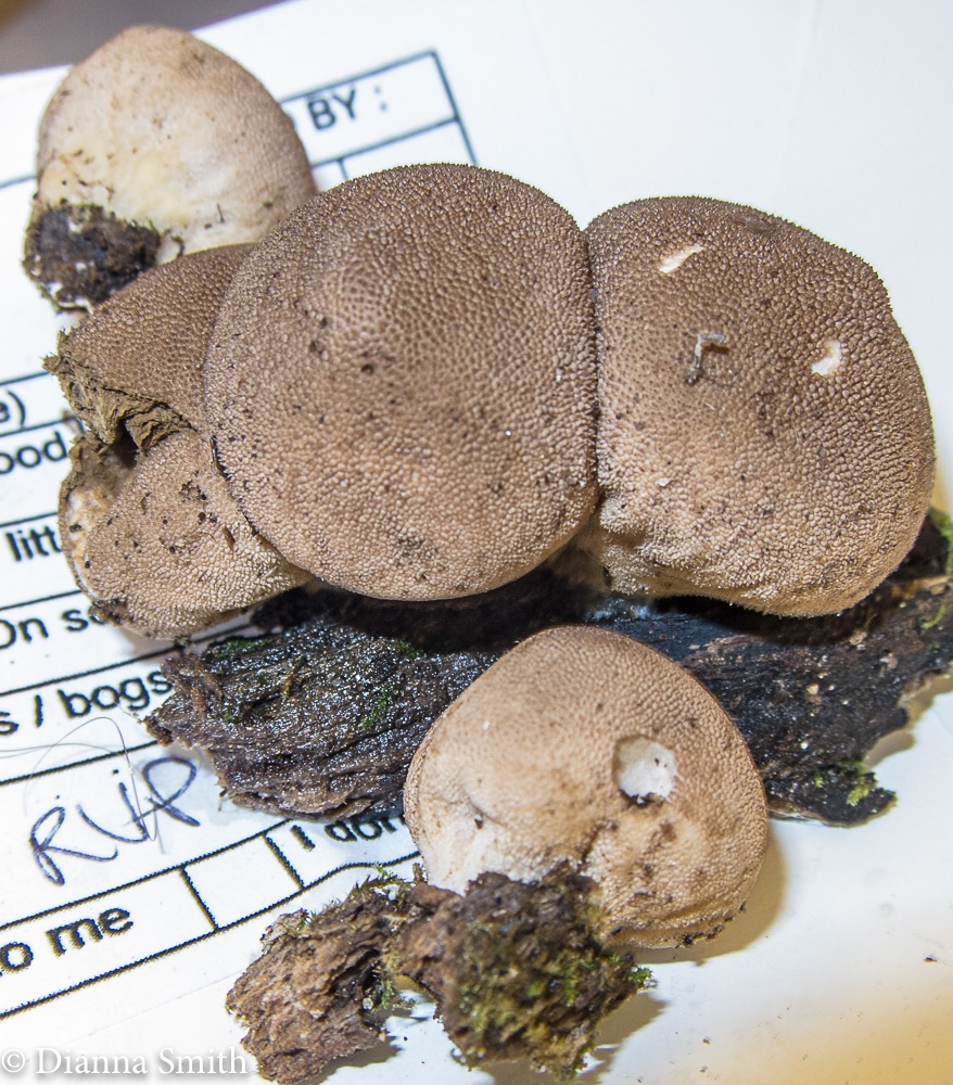 lycoperdon-subincarnatum_26_med_hr-3.jpeg