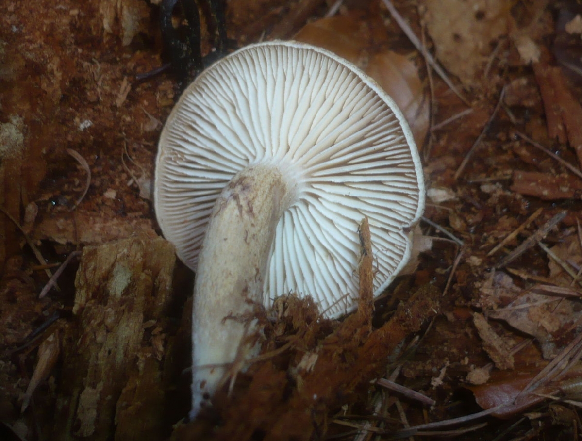2012-12-31_Neolentinus_adhaerens_(Alb._&_Schwein.)_Redhead_&_Ginns_332621.jpg