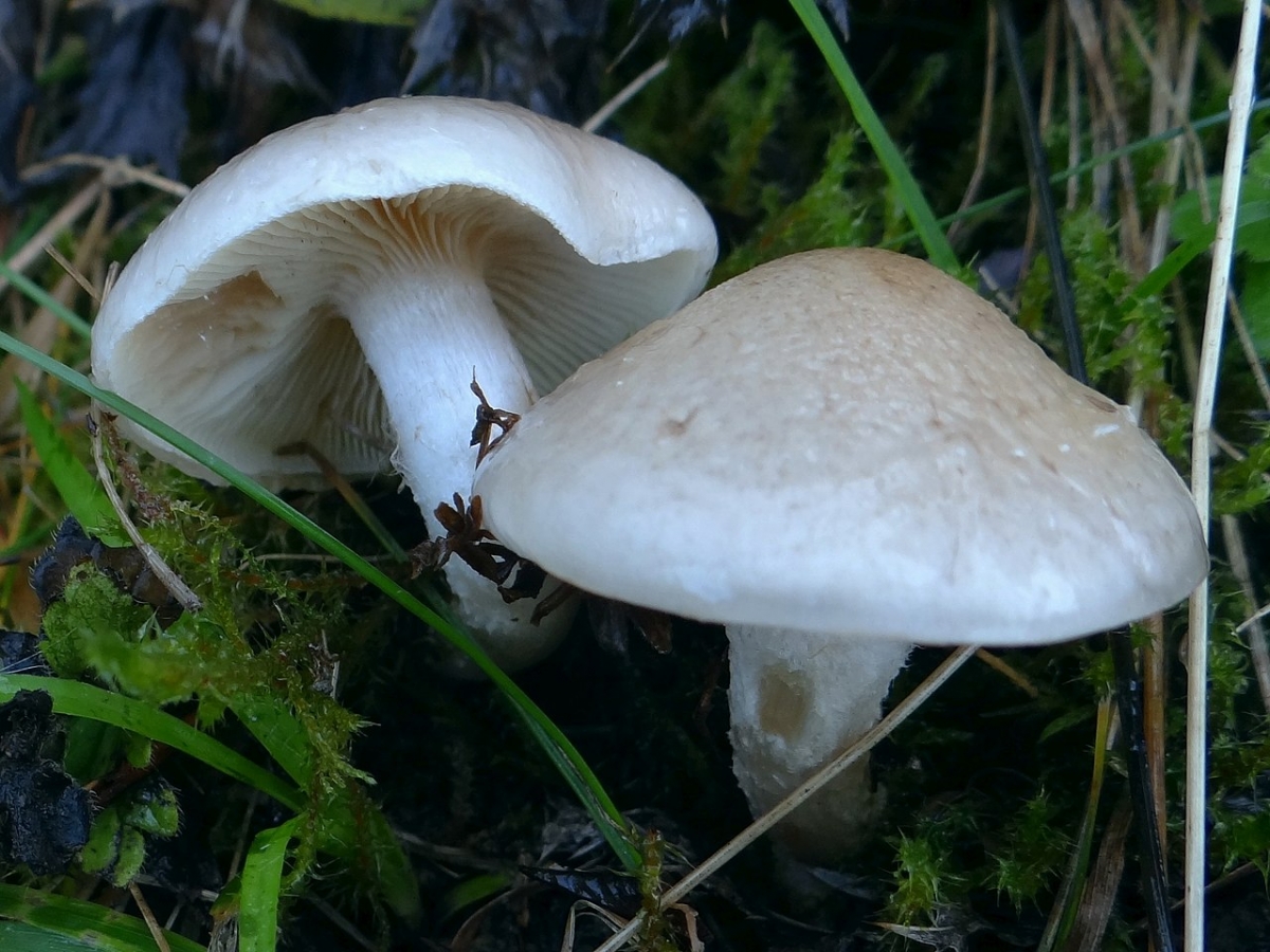 1280px-Neolentinus_adhaerens_a1_(3).jpg