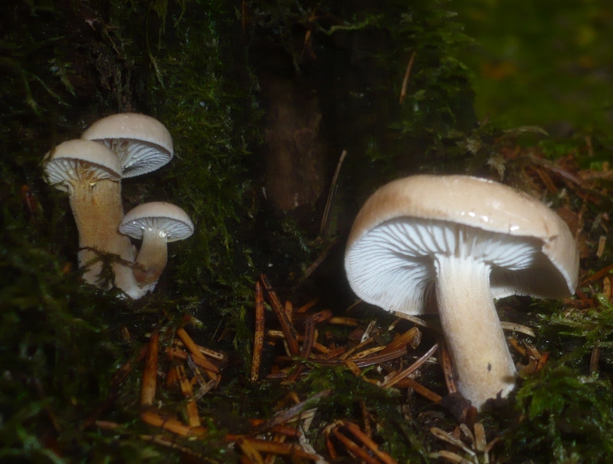 2012-10-20_Neolentinus_adhaerens_(Alb._&_Schwein.)_Redhead_&_Ginns_319890.jpg