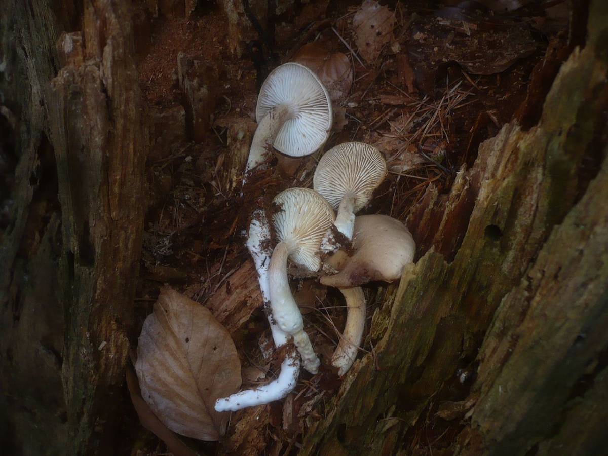 2012-12-31_Neolentinus_adhaerens_(Alb._&_Schwein.)_Redhead_&_Ginns_332626.jpg