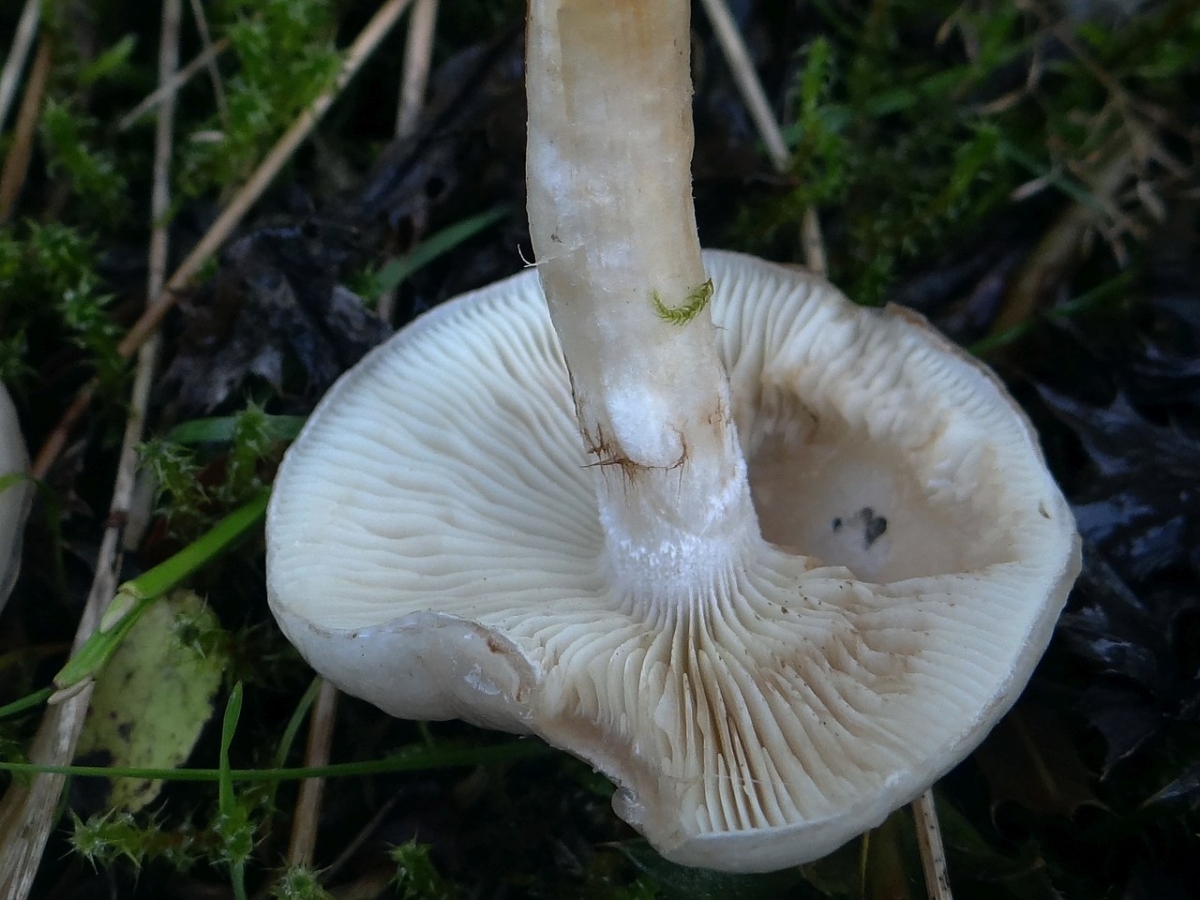 1280px-Neolentinus_adhaerens_a1_(2).jpg