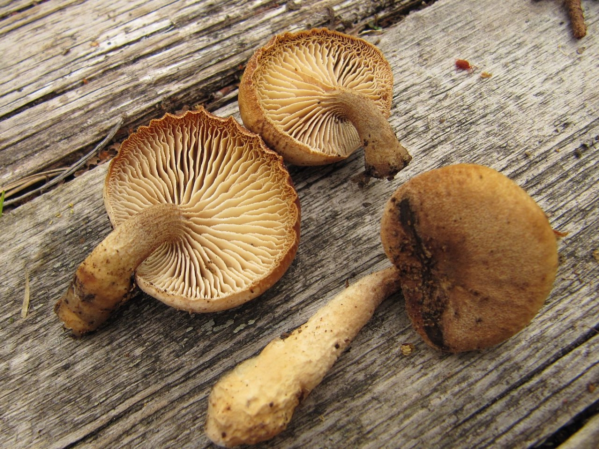 1280px-Lentinus_adhaerens.JPG