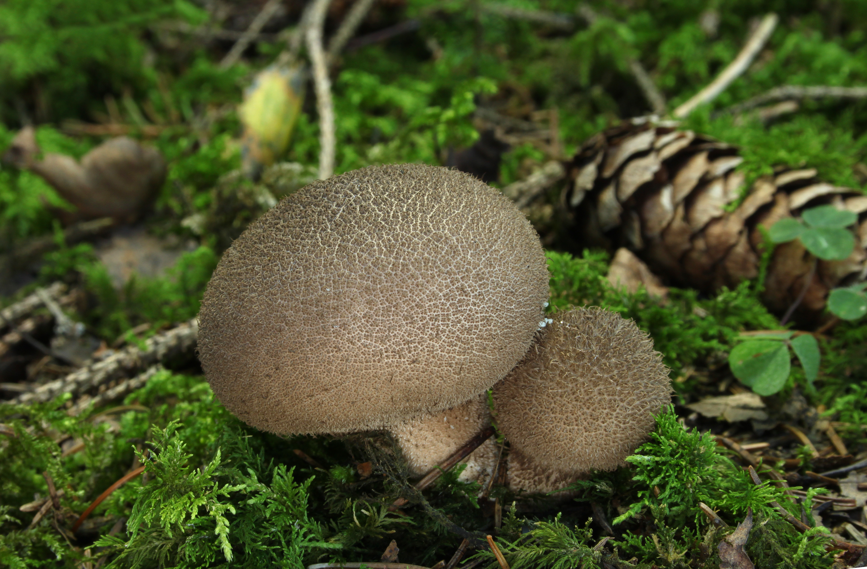 Lycoperdon-umbrinum-br?unlicher-st?ubling.jpg