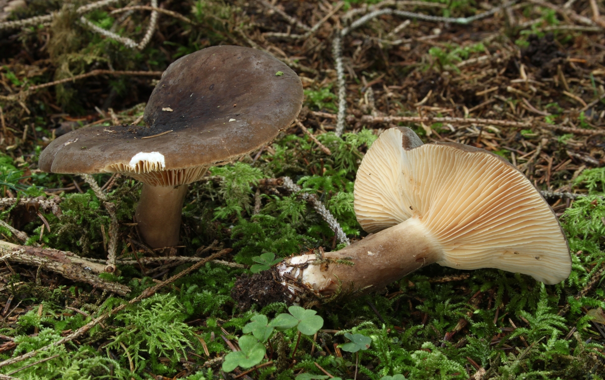 Pechschwarze_Milchling_Lactarius_picinus.jpg