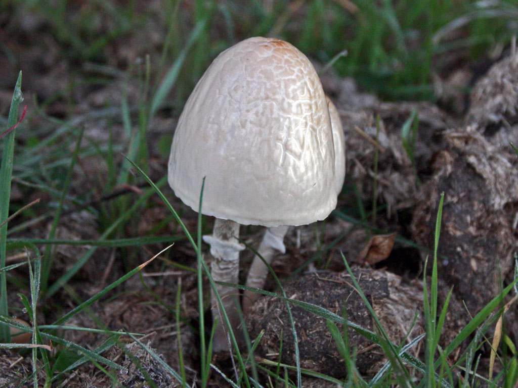 semiovatus6.jpg