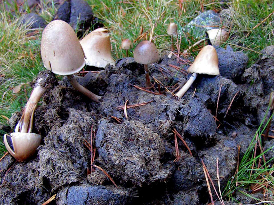 semiovatus2.jpg