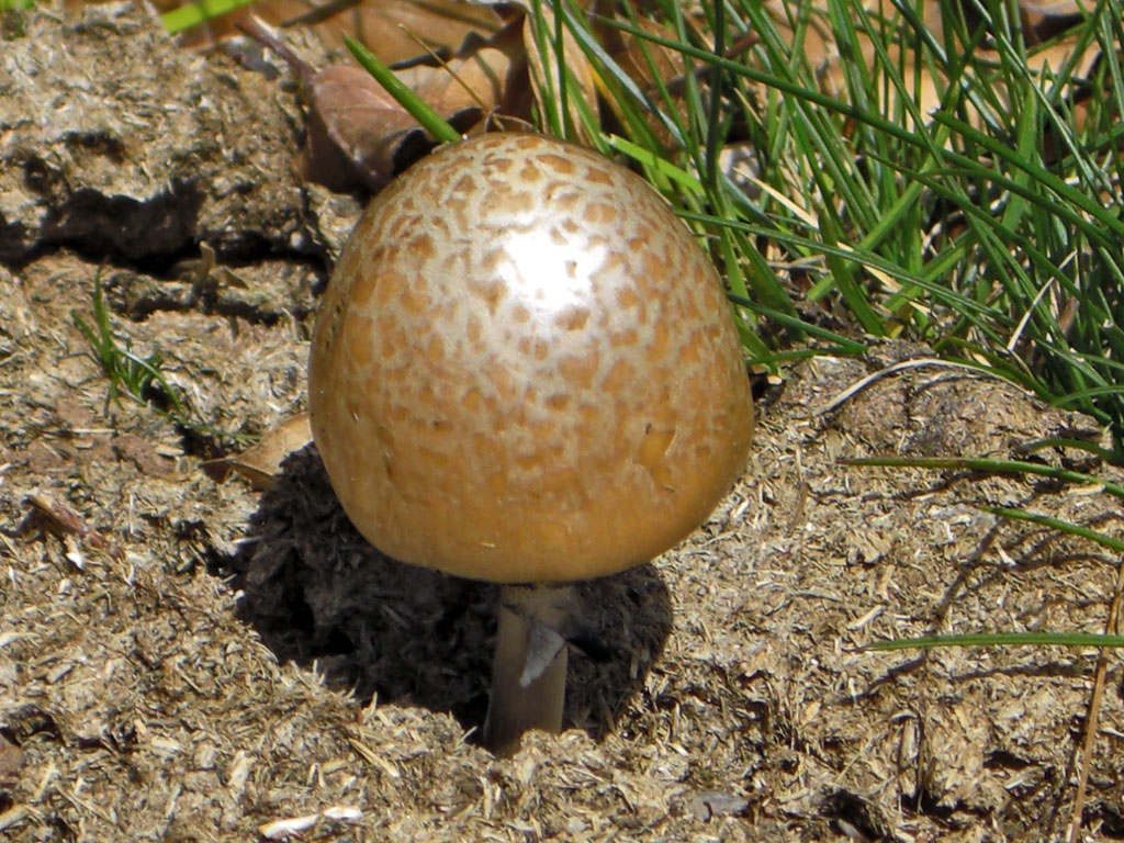 semiovatus9.jpg