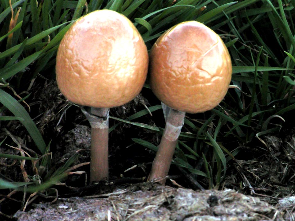 semiovatus4.jpg