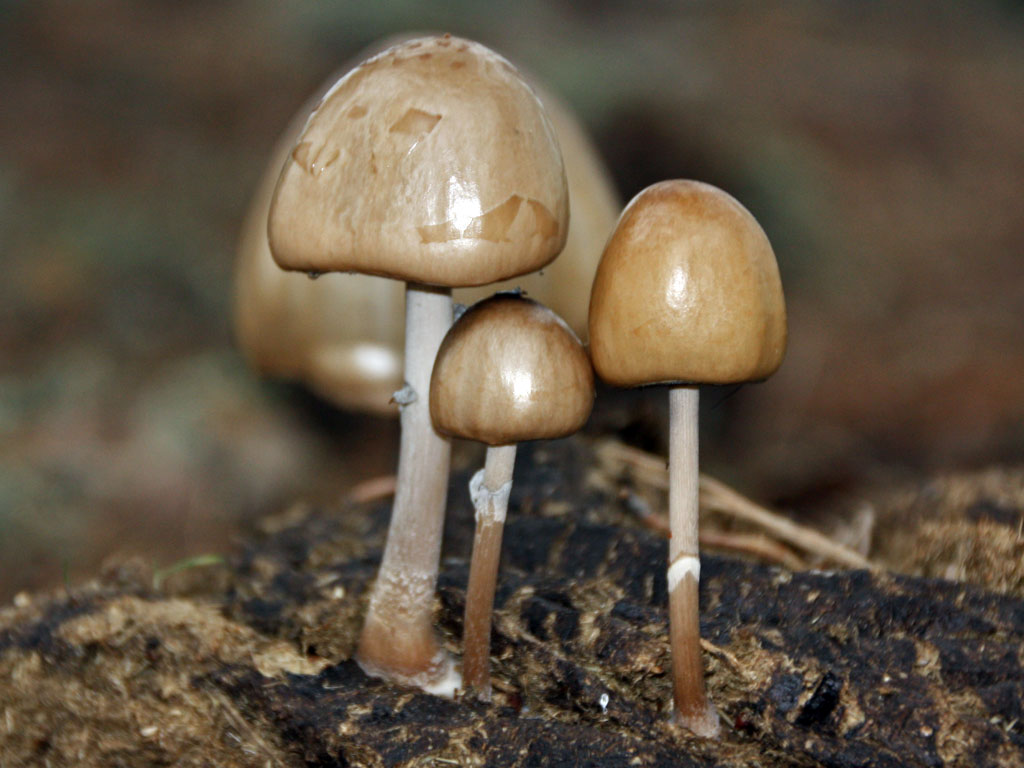 semiovatus1.jpg