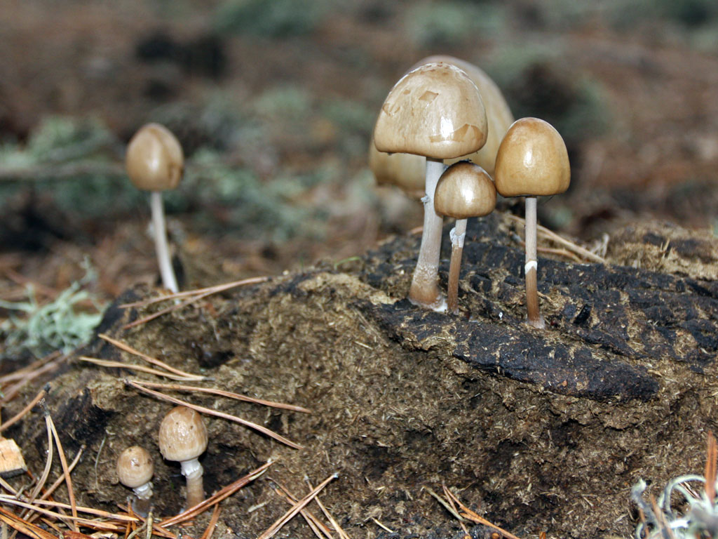 semiovatus3.jpg