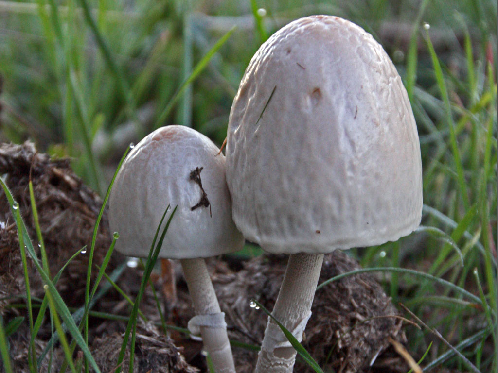 semiovatus8.jpg