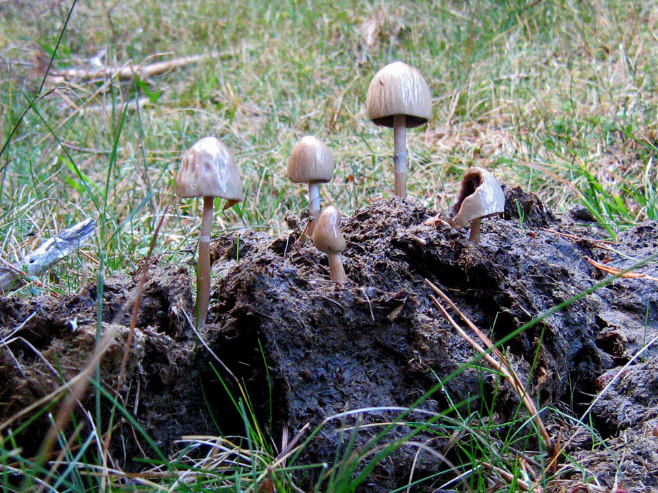 semiovatus7.jpg