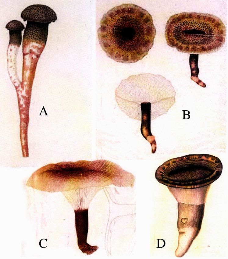 TempF16150_Pleurotus-giganteus-fig2.jpg