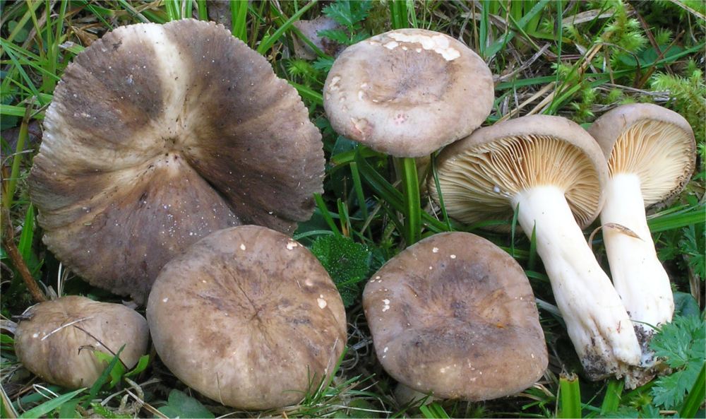 2006-09-30_Lactarius_pterosporus_Romagn_27832.jpg