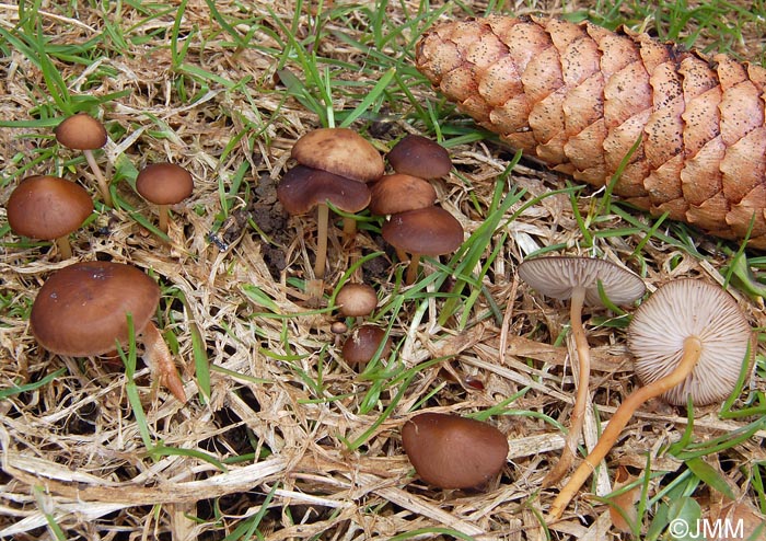 Strobilurus esculentus 2.jpg
