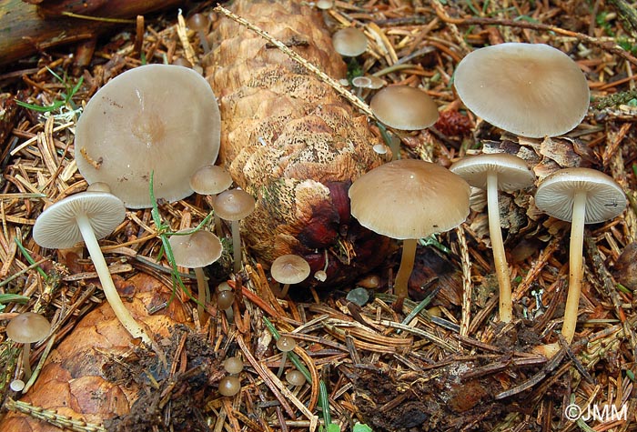 Strobilurus esculentus 1.jpg